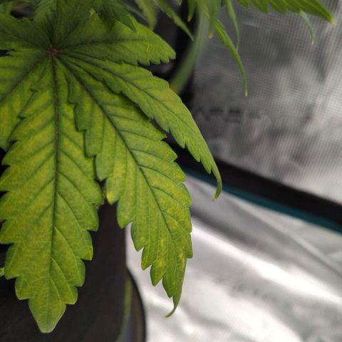 Jack Herererer growlog timeline photo