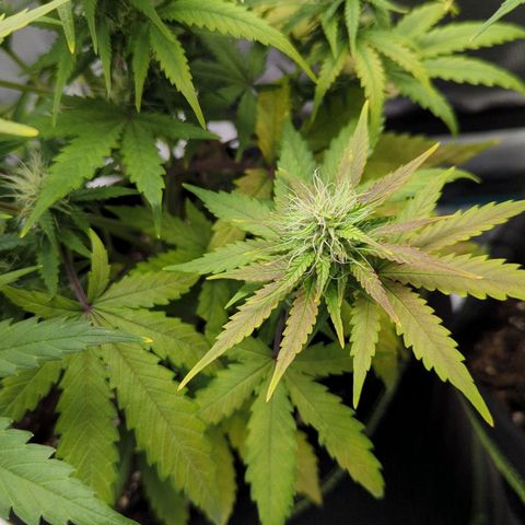 Jack Herererer growlog timeline photo