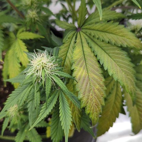 Jack Herererer growlog timeline photo