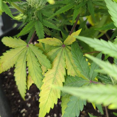 Jack Herererer growlog timeline photo