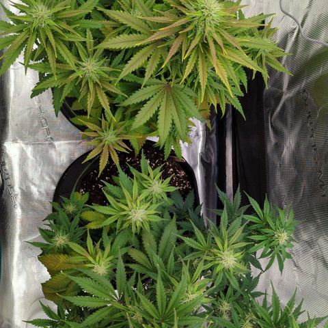 Jack Herererer growlog timeline photo