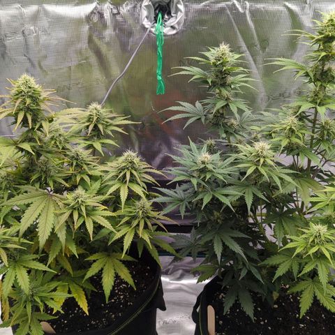 Jack Herererer growlog timeline photo