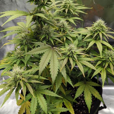 Jack Herererer growlog timeline photo