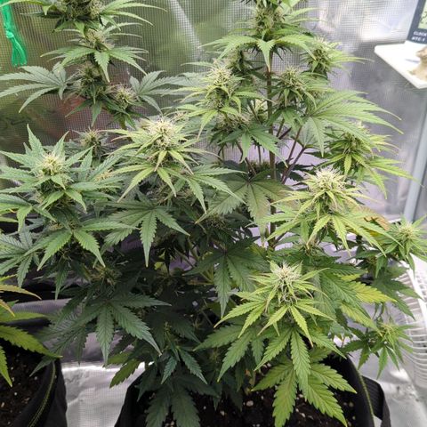 Jack Herererer growlog timeline photo