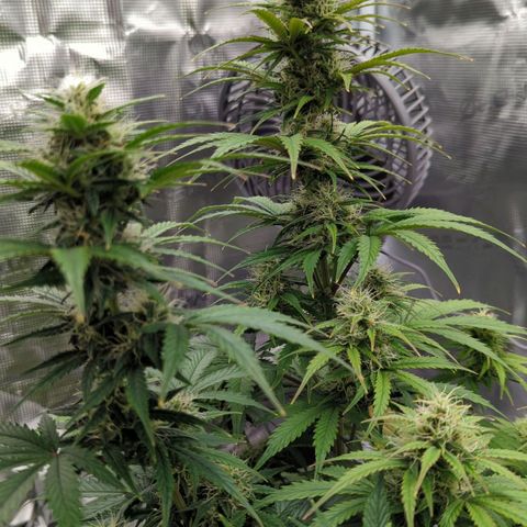 Jack Herererer growlog timeline photo