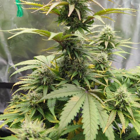 Jack Herererer growlog timeline photo