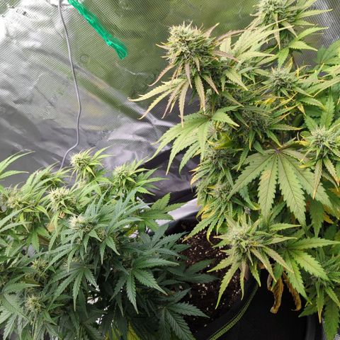 Jack Herererer growlog timeline photo
