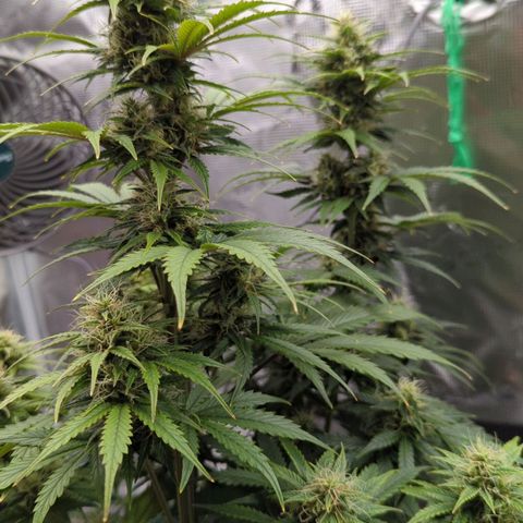 Vin Diesel growlog timeline photo
