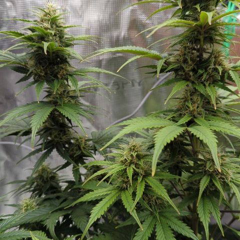 Vin Diesel growlog timeline photo