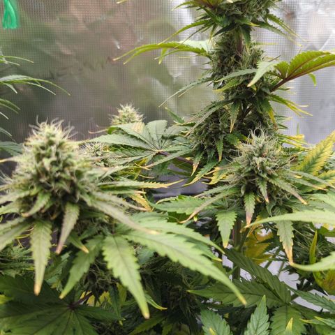 Jack Herererer growlog timeline photo