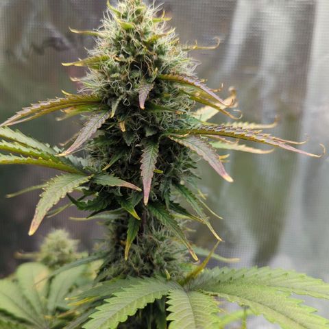 Jack Herererer growlog timeline photo