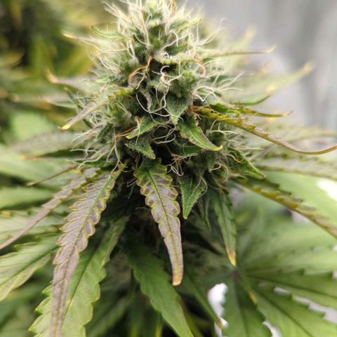 Jack Herererer growlog timeline photo