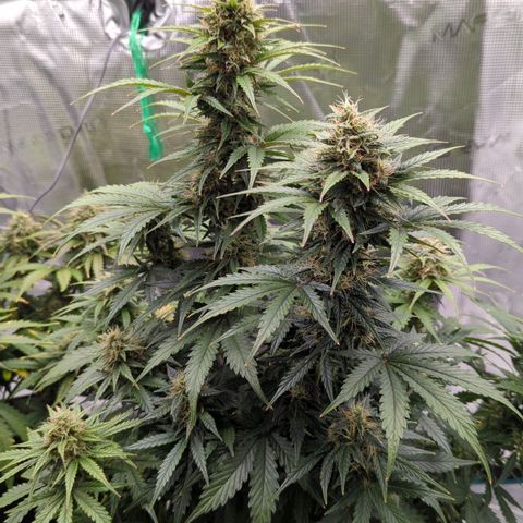 Jack Herererer growlog timeline photo