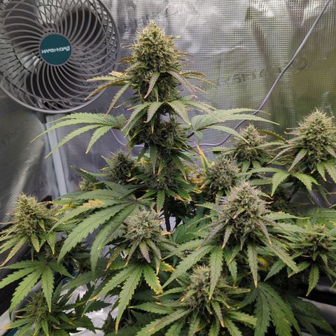 Jack Herererer growlog timeline photo