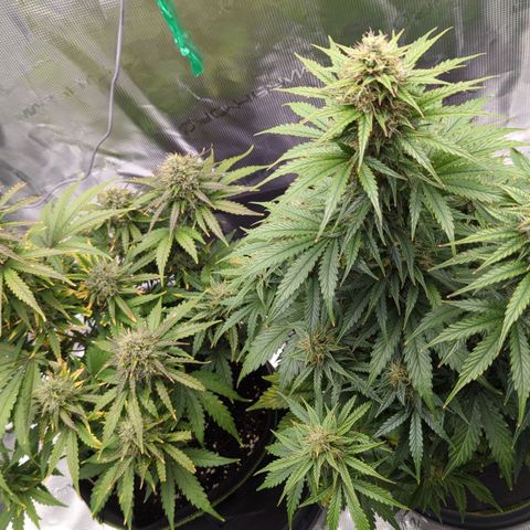 Jack Herererer growlog timeline photo