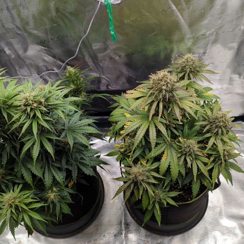 Jack Herererer growlog timeline photo