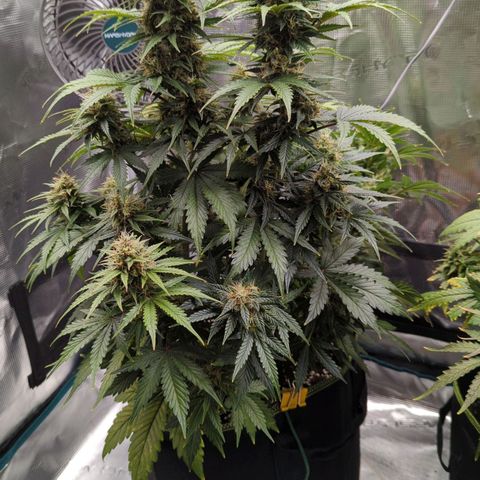 Jack Herererer growlog timeline photo