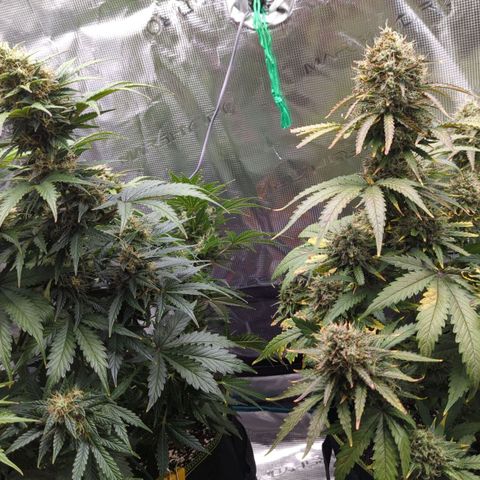 Jack Herererer growlog timeline photo