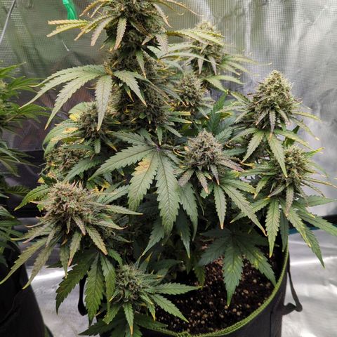 Jack Herererer growlog timeline photo
