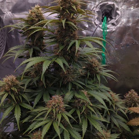Jack Herererer growlog timeline photo