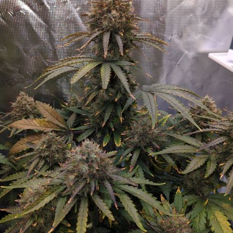 Jack Herererer growlog timeline photo