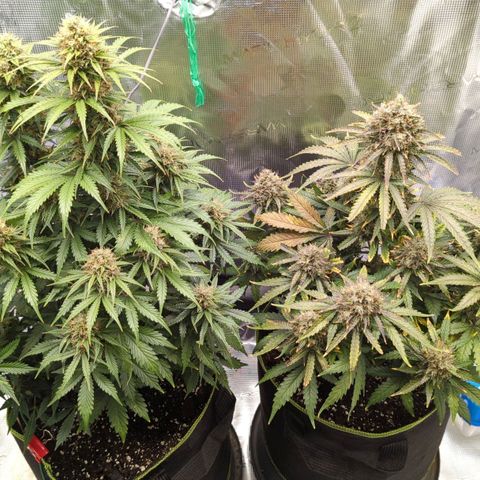 Jack Herererer growlog timeline photo