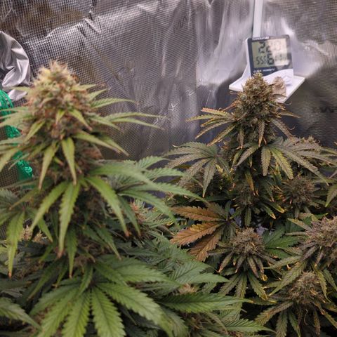 Jack Herererer growlog timeline photo