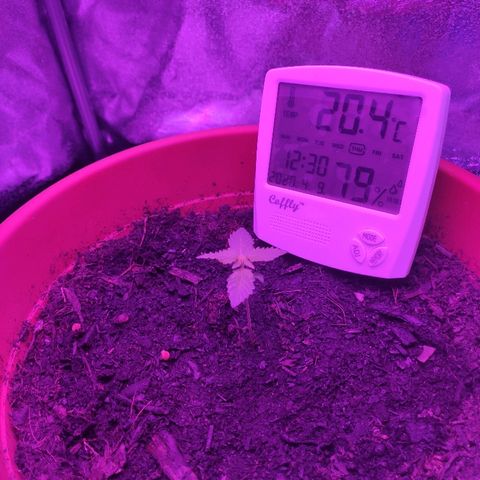 Quicky growlog timeline photo