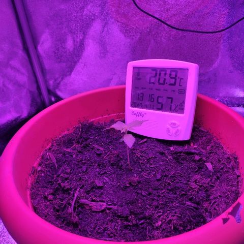 Quicky growlog timeline photo