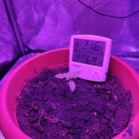 Quicky growlog timeline photo