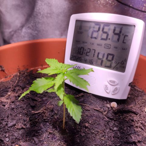 Quicky growlog timeline photo
