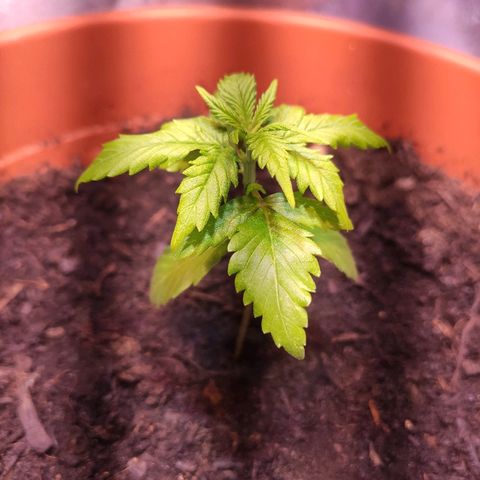 Quicky growlog timeline photo