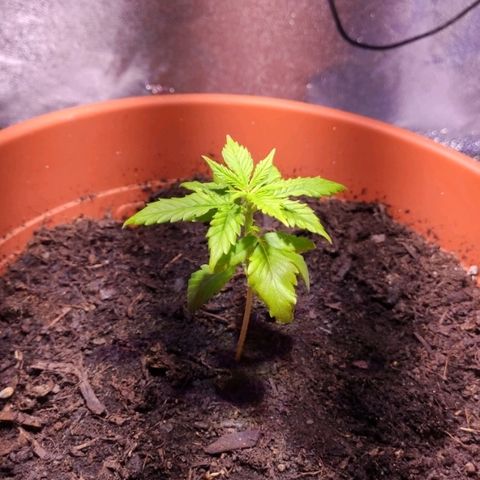 Quicky growlog timeline photo
