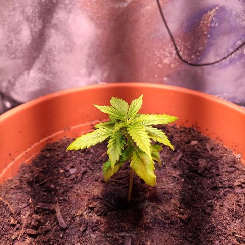 Quicky growlog timeline photo