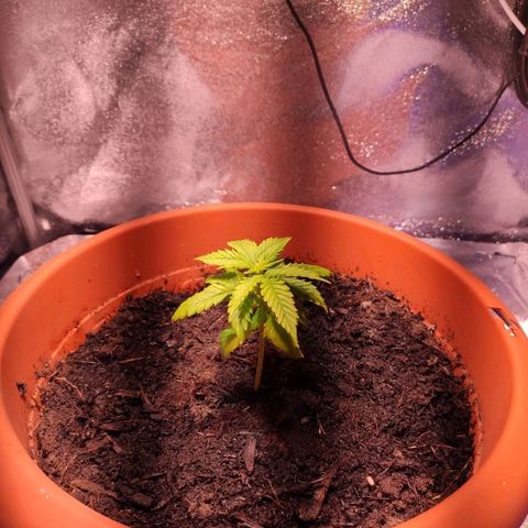 Quicky growlog timeline photo