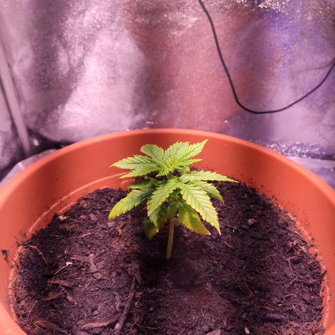 Quicky growlog timeline photo
