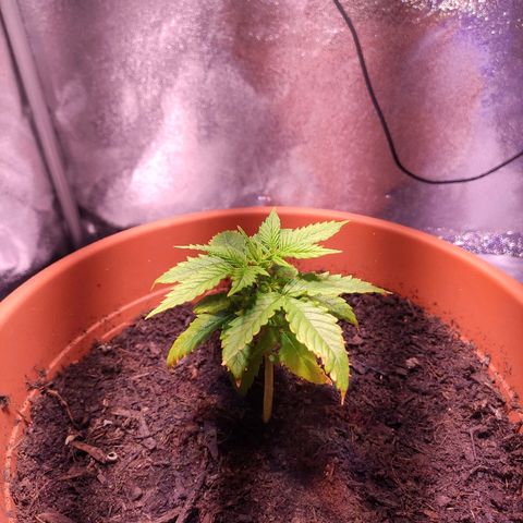 Quicky growlog timeline photo