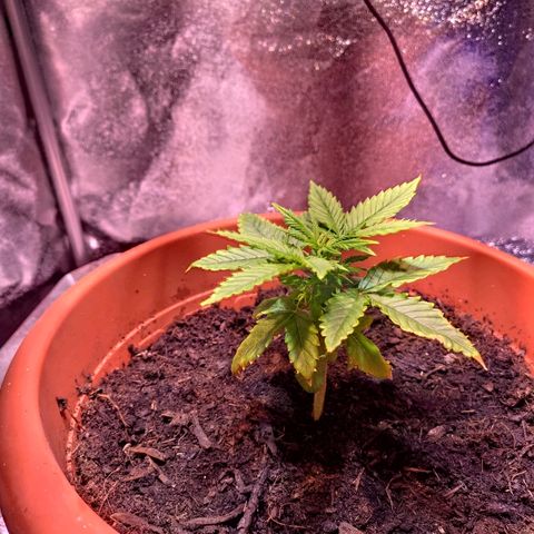 Quicky growlog timeline photo