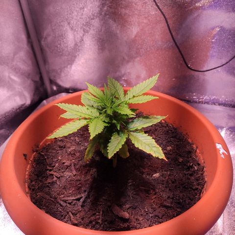 Quicky growlog timeline photo