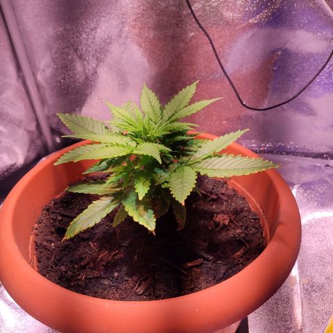 Quicky growlog timeline photo