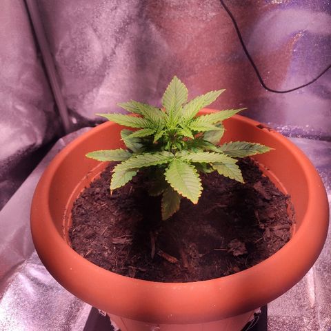 Quicky growlog timeline photo