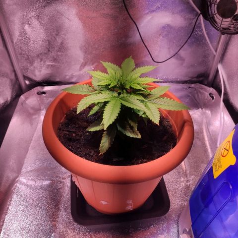 Quicky growlog timeline photo