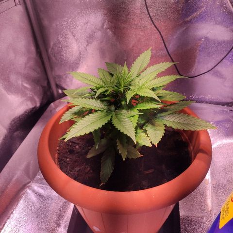 Quicky growlog timeline photo