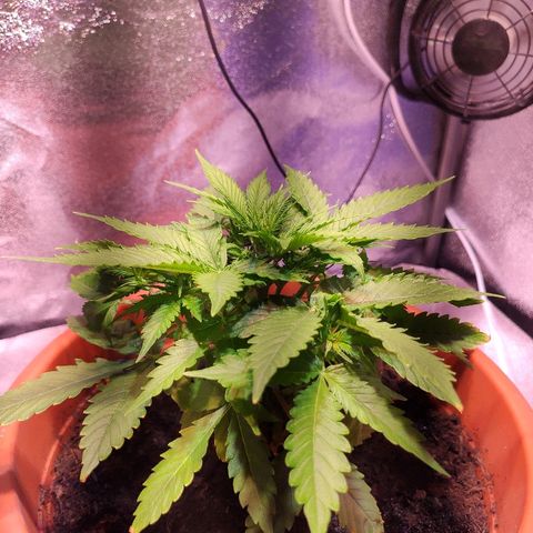 Quicky growlog timeline photo