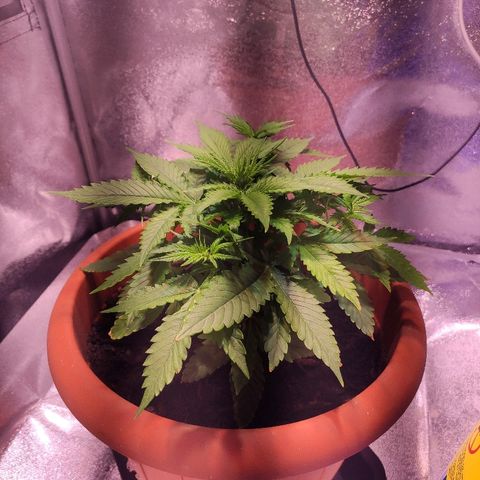 Quicky growlog timeline photo