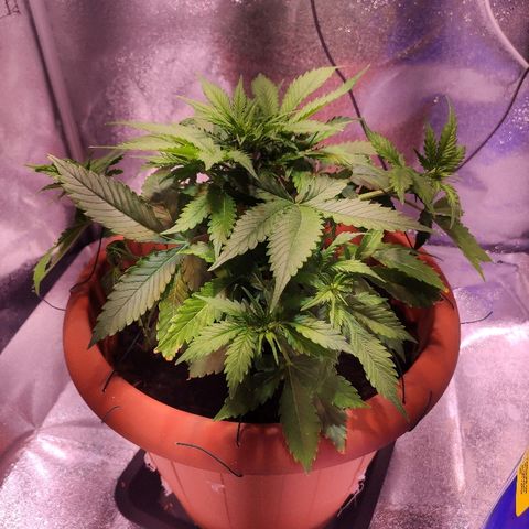 Quicky growlog timeline photo