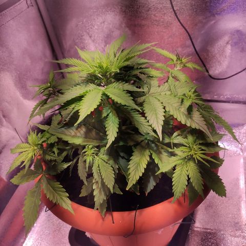 Quicky growlog timeline photo