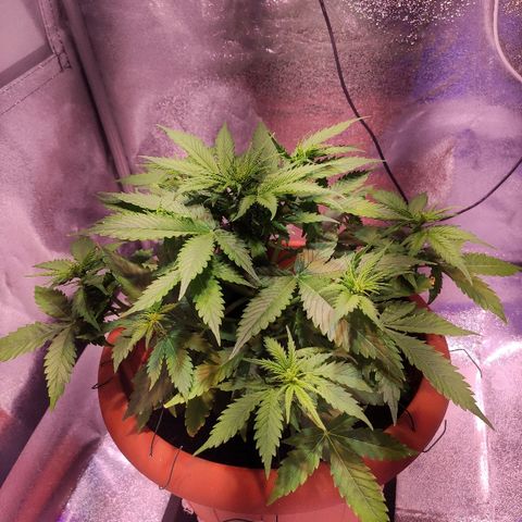 Quicky growlog timeline photo