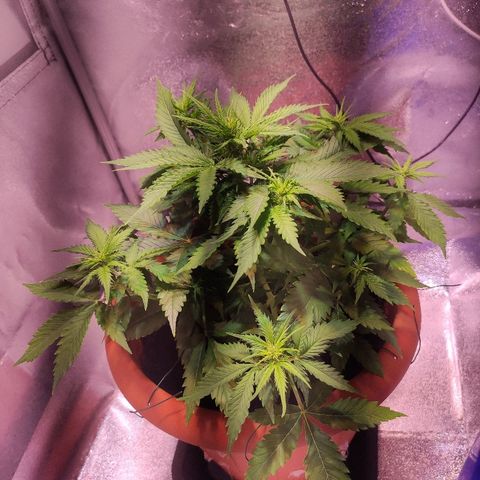 Quicky growlog timeline photo