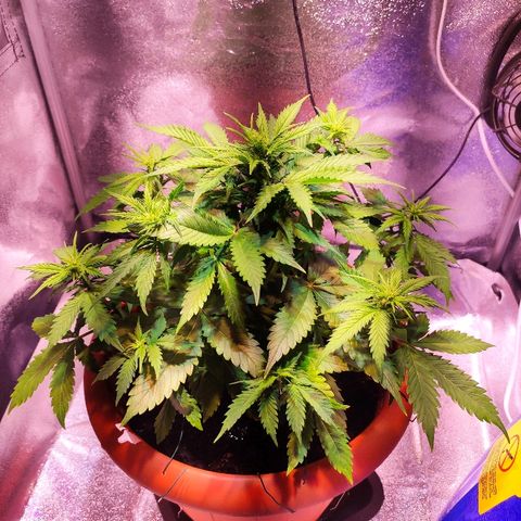 Quicky growlog timeline photo